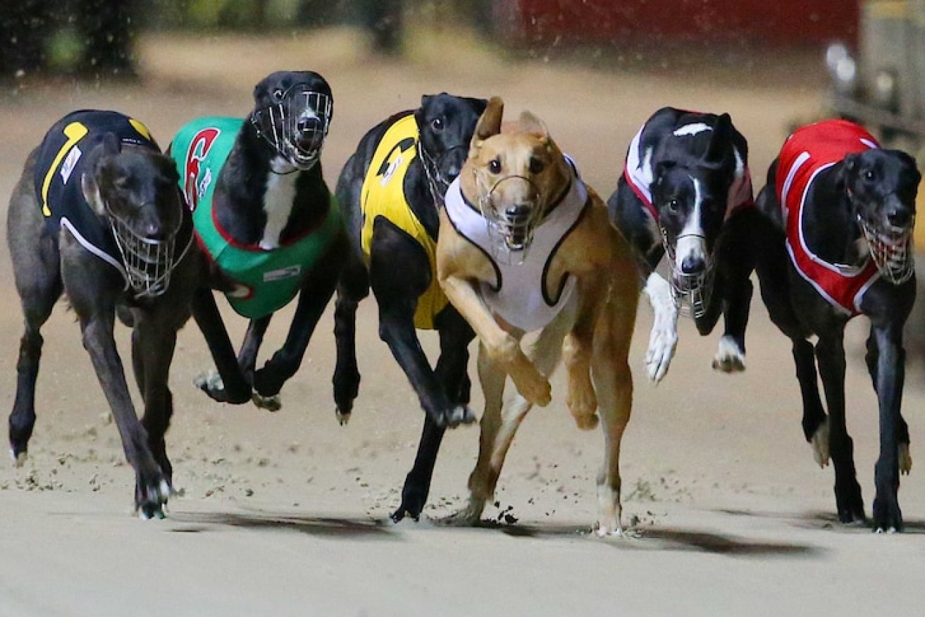 The State Government will pay $40 million for a greyhound racing facility near Ipswich despite protests.