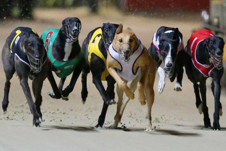 Gone to the dogs: Purga on track as greyhounds’ new home
