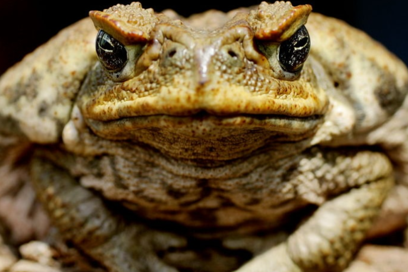 An early wet season is likely to increase cane toad numbers