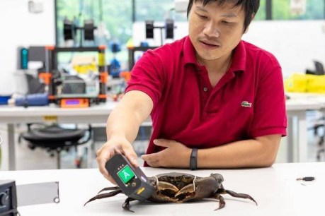 Claw and order: University finds way to see how much meat is inside a mud-crab