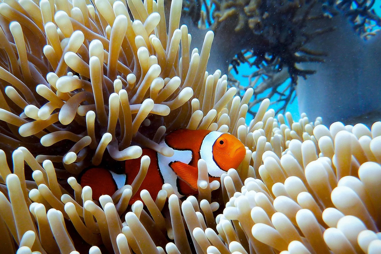Australian researchers have been tracking the country's reef populations for more than a decade and say warmer water affects tropical and temperate reef fish communities differently. (Image: Giorgia Doglioni/Unsplash)