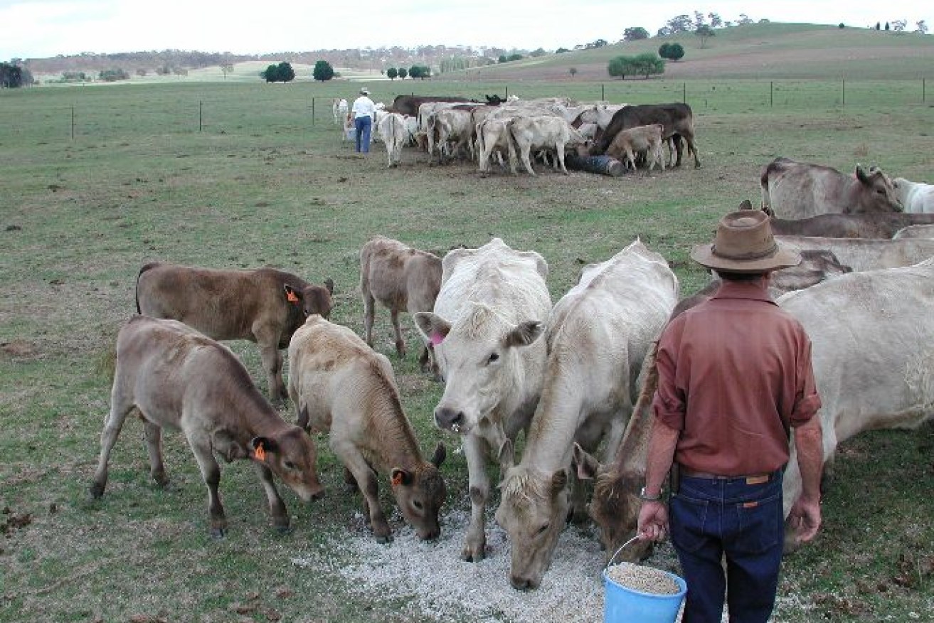 Despite the shadow of Queensland's drought status, the latest rain has created one of the best starts to spring across large swathes of Queensland’s grazing country in many years.