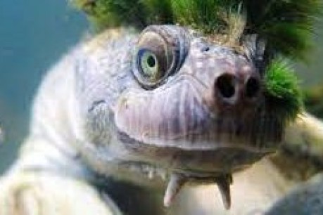 Endangered ‘bum breathing’  turtles at risk if Santos plan gets nod