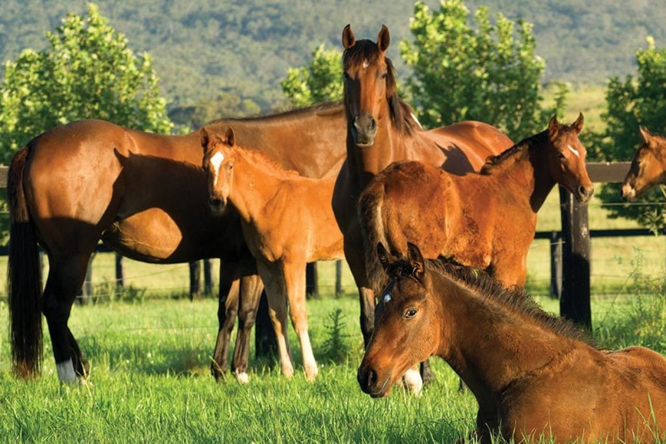Thoroughbred horse studs were put ahead of open cut coal mining when a Queensland company was forced to operate beneath the surface. (file image).