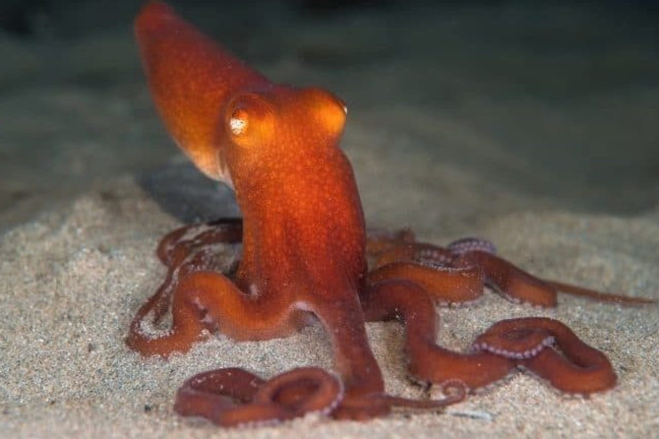Venom from the southern sand octopus may help treat melanoma. (file image)