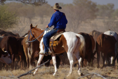 Cattle king’s legacy: Gina Rinehart puts a big chunk of Qld up for sale