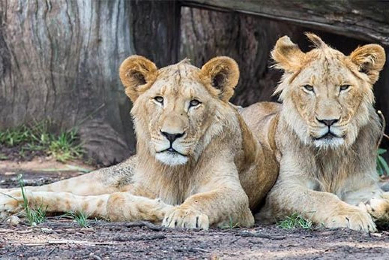 Five lions have been recaptured after escaping from their enclosure at Taronga Park Zoo. (Photo: Taronga)