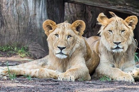 On the run but not for long: Zoo staff nab five lions on the loose