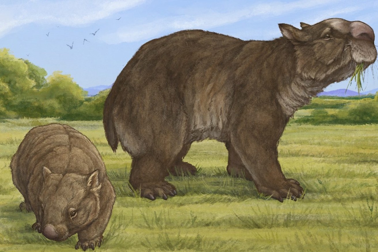 A reconstruction of how the newly-discovered giant wombat would have looked. (Image: Griffith University)