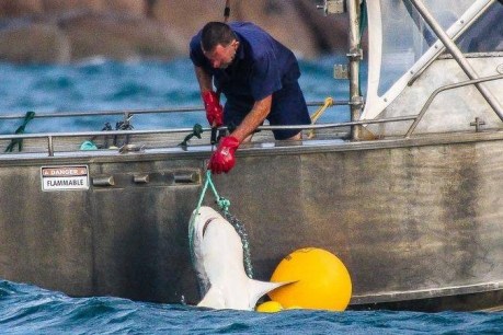 Dead in the water: Shark kills take a massive bite out of government’s reef record