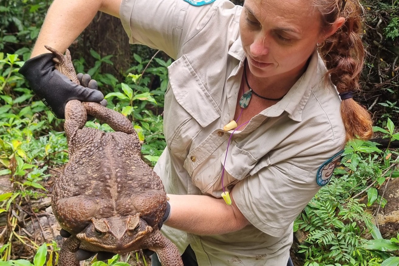 Ranger Kylee Gray with Toadzilla, the massive 2.7kg cane toad found near a national park at Airlie Beach (Image, Supplied Dept of Environment and Science).