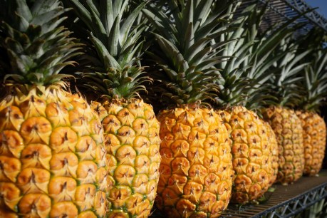 Make that two pina coladas and a large Hawaiian: Aussies urged to revel in pineapple glut