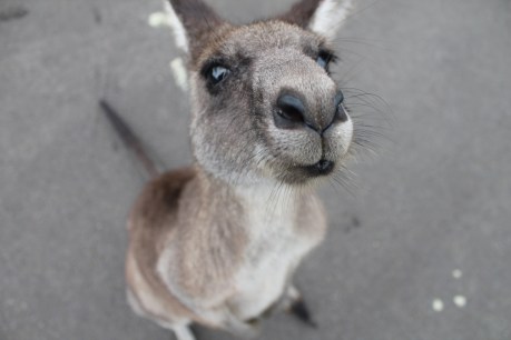 Hoo-roo to all that: Another US state moves to ban kangaroo leather