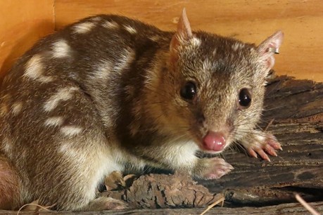 Already in danger of extinction, this little quoll could be shagging itself to death
