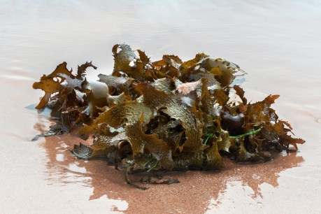 Eat your greens: Seaweed’s huge potential examined