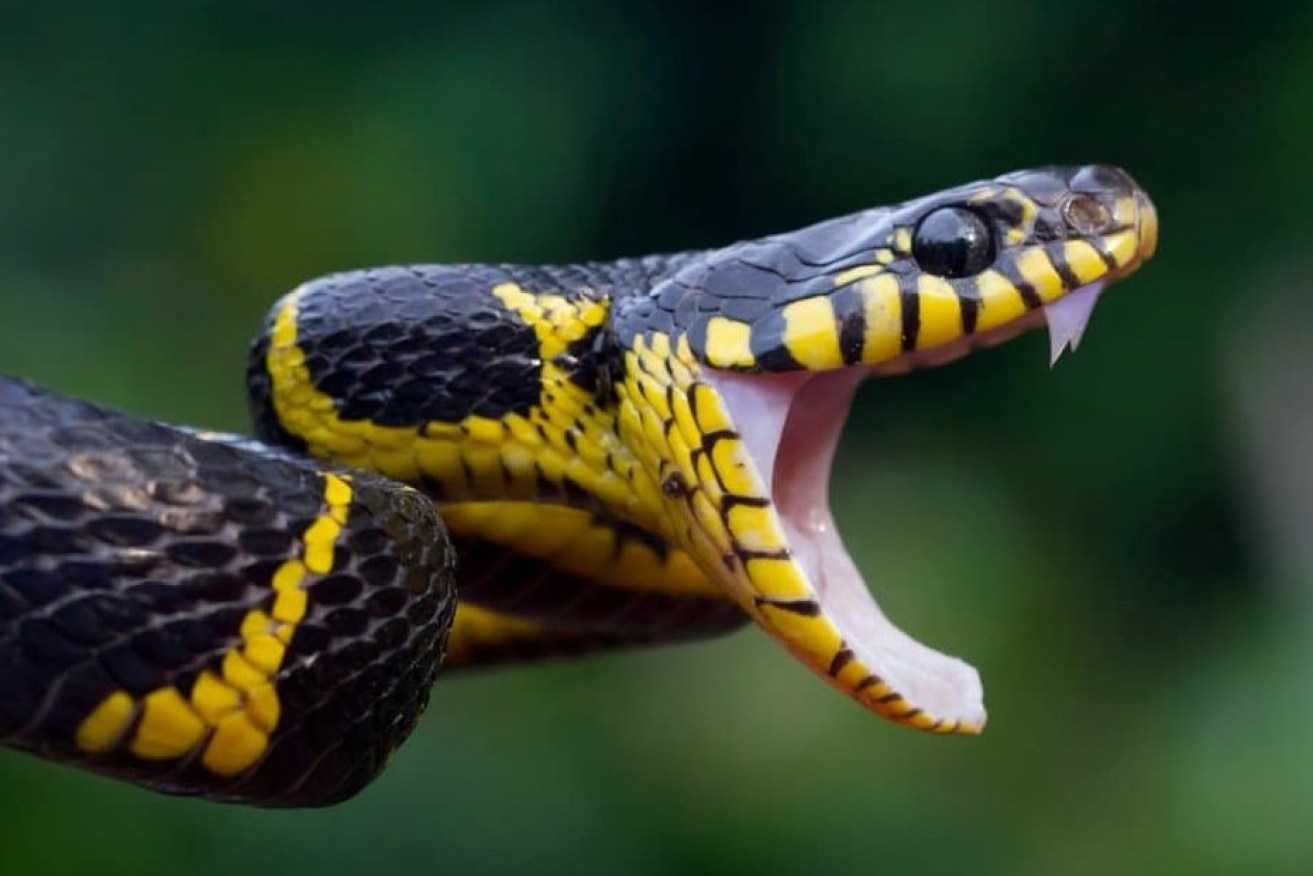 Queensland researchers have found that snakes hear much better than previously thought. ((mage AZ Animals).
