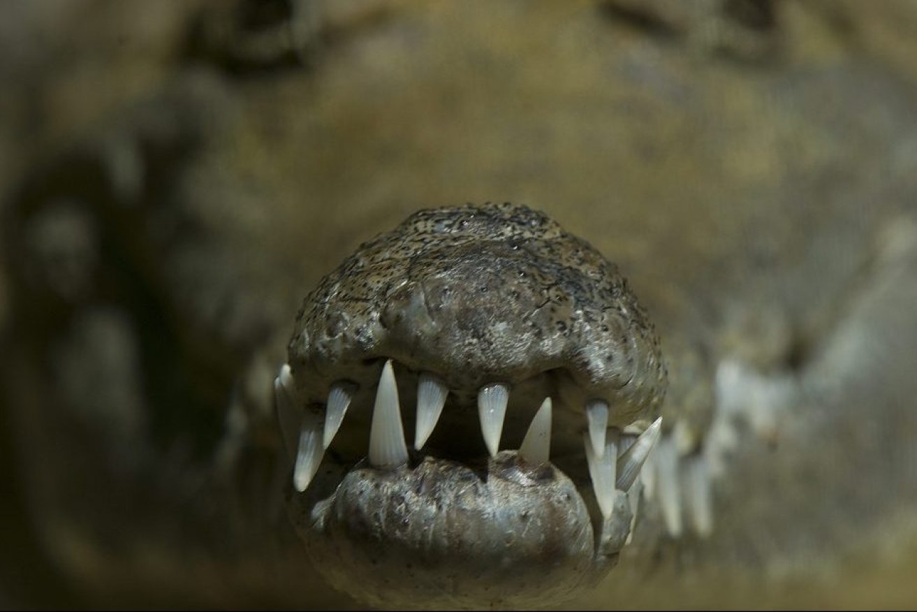 A crocodile which was terrorising a North Queensland will be moved on. (AAP Image/Dave Hunt) 