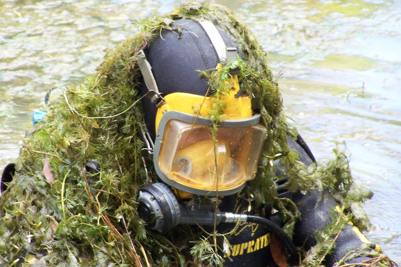 A diver inspects a waterway choked with the invasive cabomba plant. Scientists hope a newly introduced weevil will help defeat the invader. (AAP Image/Supplied by the CSIRO) 