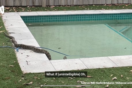 Baby sharks to pool pythons – tails of the unexpected from crazy online world