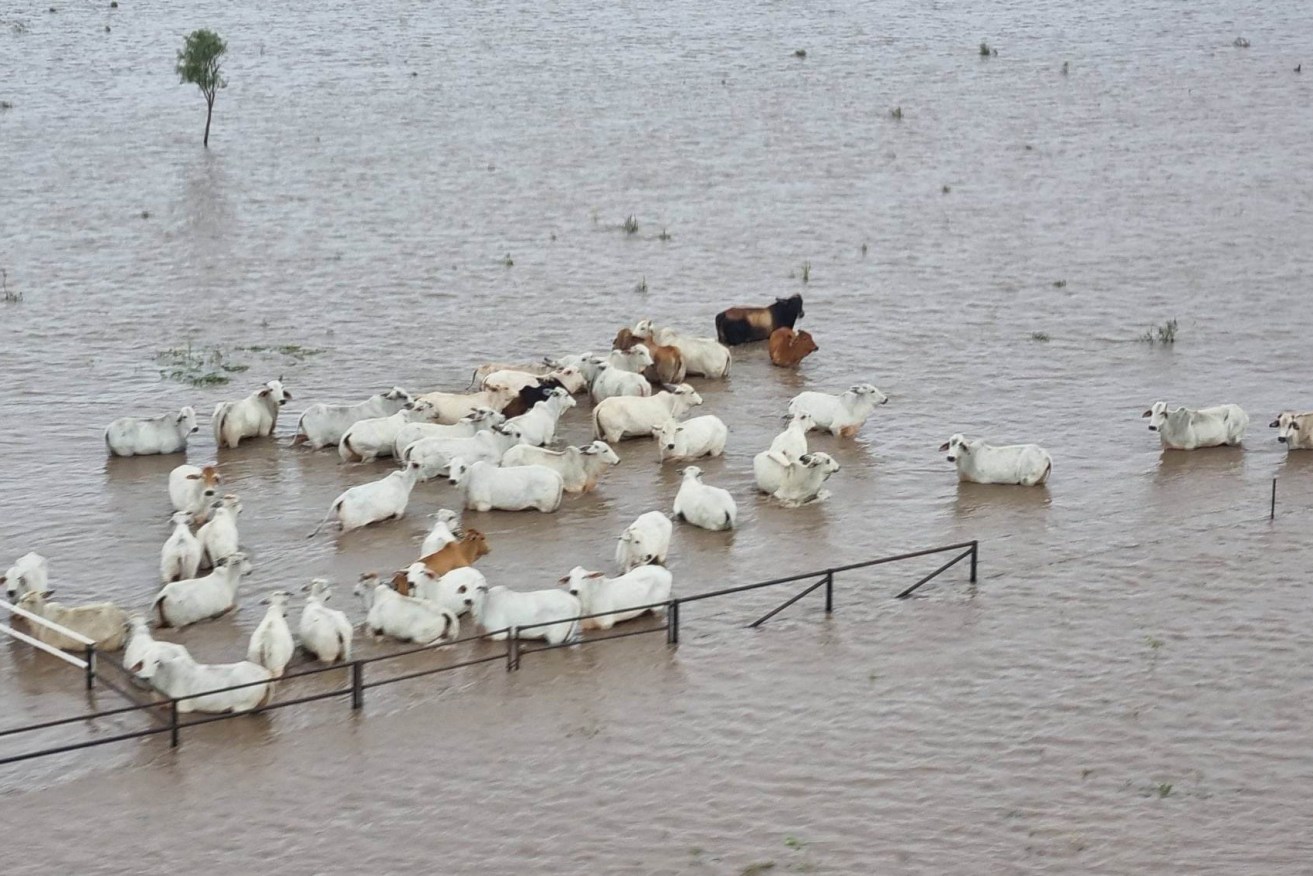 Local MP Bob Katter says it may take up to seven years for some graziers to recover from the floods. Image: Anne M Webber