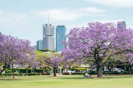 Brisbane on the hunt for new emblems – but no purple reign (and no bin chicken)