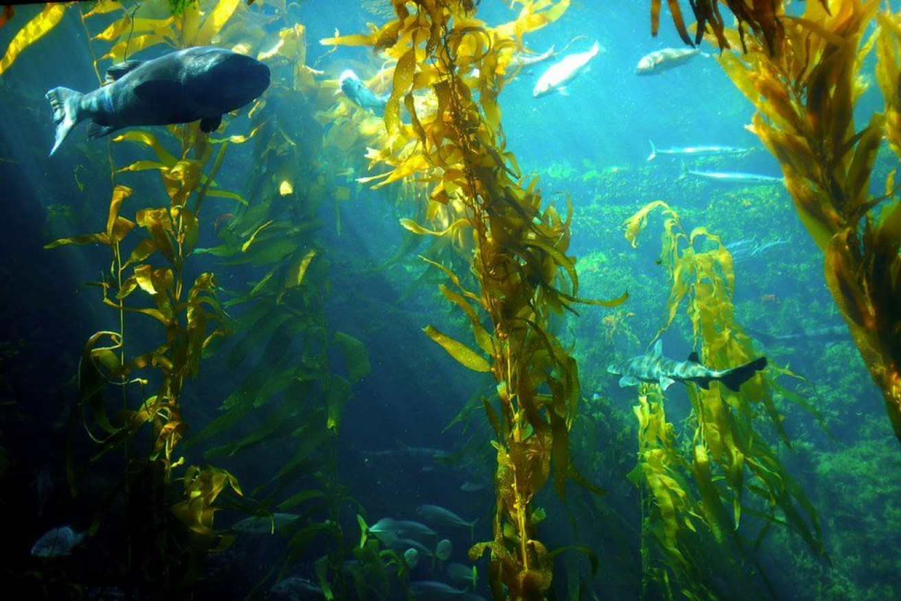 Australia's seaweed industry is growing but not at the speed needed. (Image: BBC)