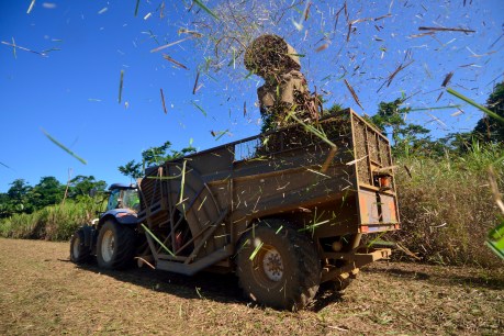Crushing it: Queensland sugar cane growers celebrate 43-year price high