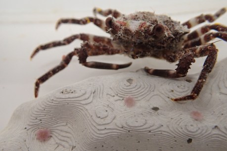 Pocket rocket: Why fate of the Great Barrier Reef could rest with this tiny crab