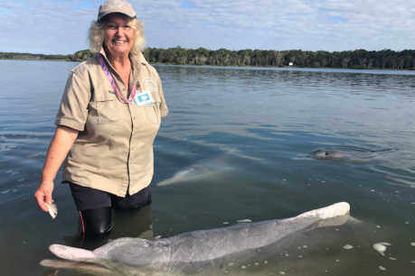 Scales of justice: How phone footage earned a fine for fisherman feeding dolphins