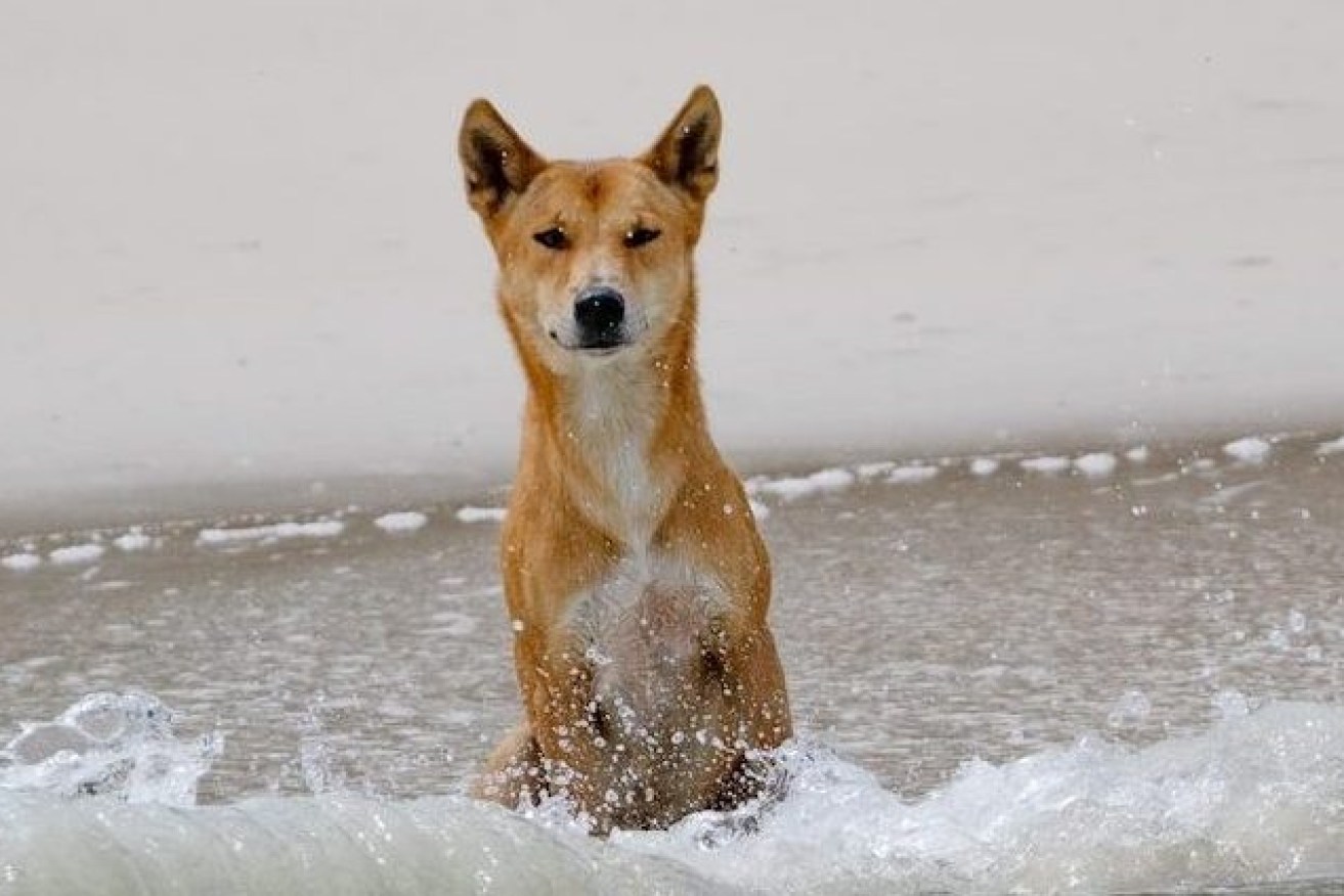 A dingo in the surf at K'Gari. (Photo: ABC, Cassandra Smith)