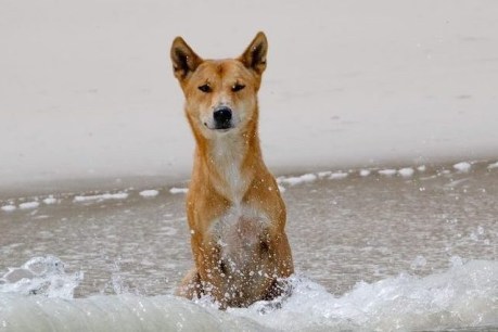 Dingo ‘tried to hold girl underwater’ during attack on K’gari beach