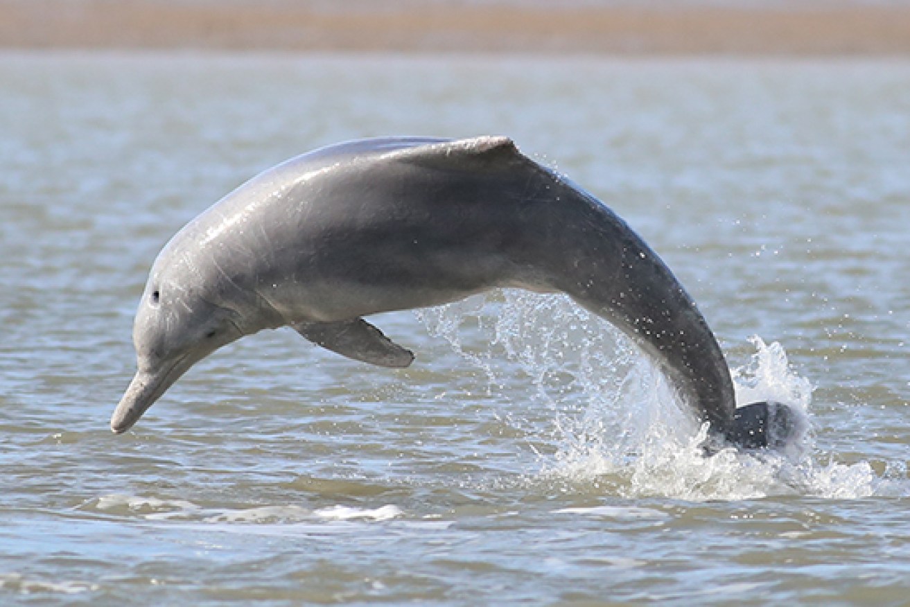 An Australian humpback dolphin. (Image: Daniele Cagnazzi)