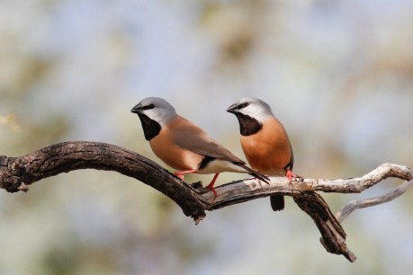 After the political storm the tiny bird that almost stopped Adani is ‘thriving’