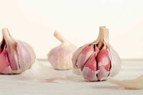 Good for Covid, flu, vampires: Turns out Aussie garlic slays most threats