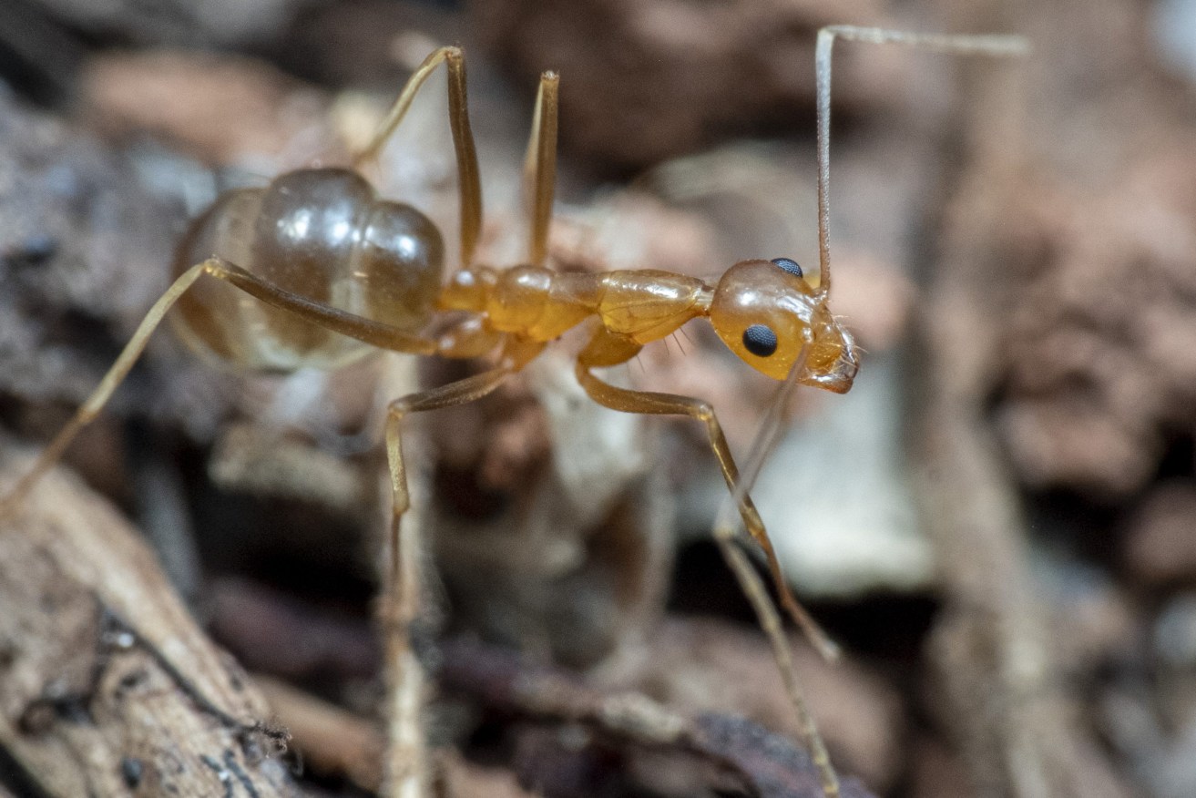  Researchers have detailed the devastating impact of yellow crazy ants on small skinks, and say rare and tiny Australian frogs could be next. (AAP Image/Supplied by James Cook University, Peter Yeeles) ONLY