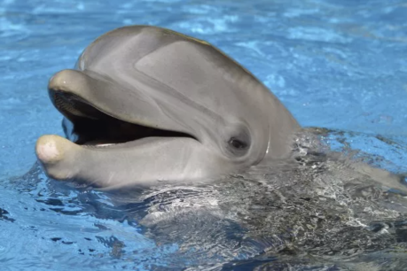 Two pleas in a pod: How our clever dolphins are teaching each other to ‘beg’ for food