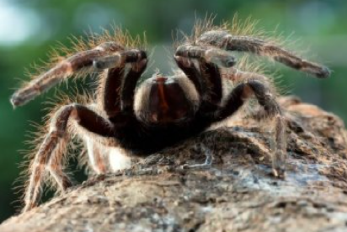 A green velvet tarantula which could help treat MND (Pic: Adobe)