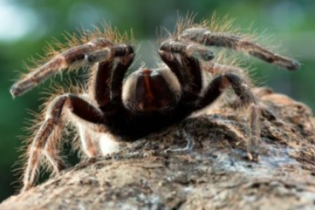 Qld researchers think this rare tarantula could help treat a crippling disease