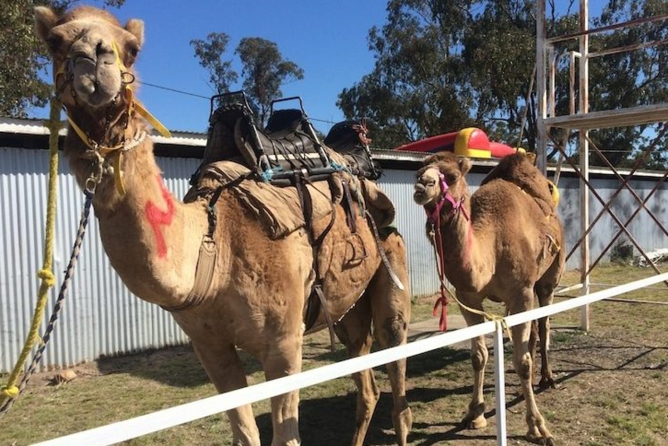 Two of John Richardson's camels. (Image: ABC News)