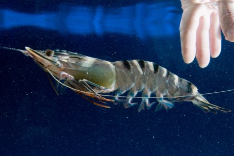 Prawn wars: The $1.5 billion Project Sea Dragon and the push to stop it