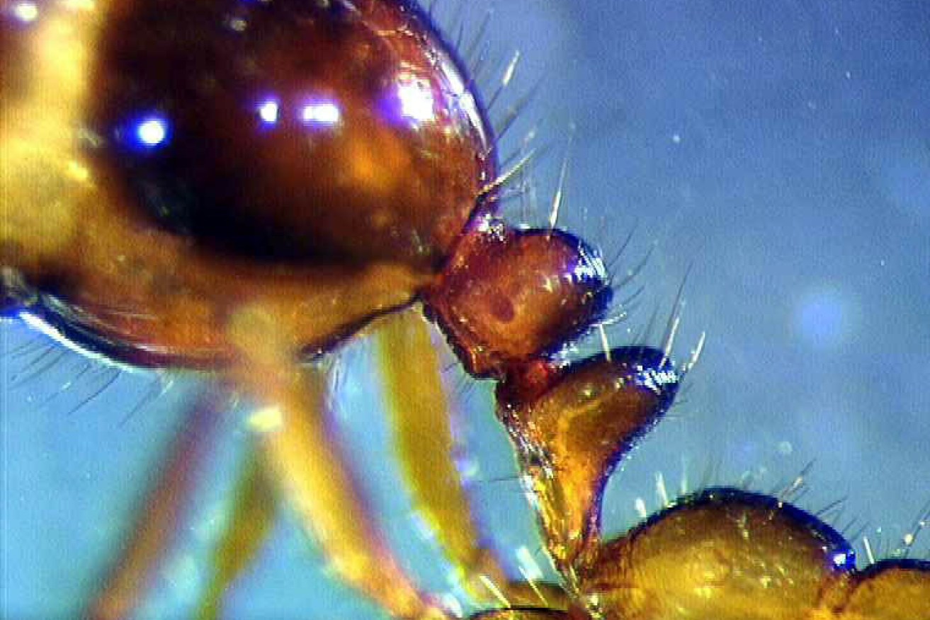 A close up of the  imported red fire ant found in Brisbane.  (AAP Image/Queensland Department of Primary Industries)