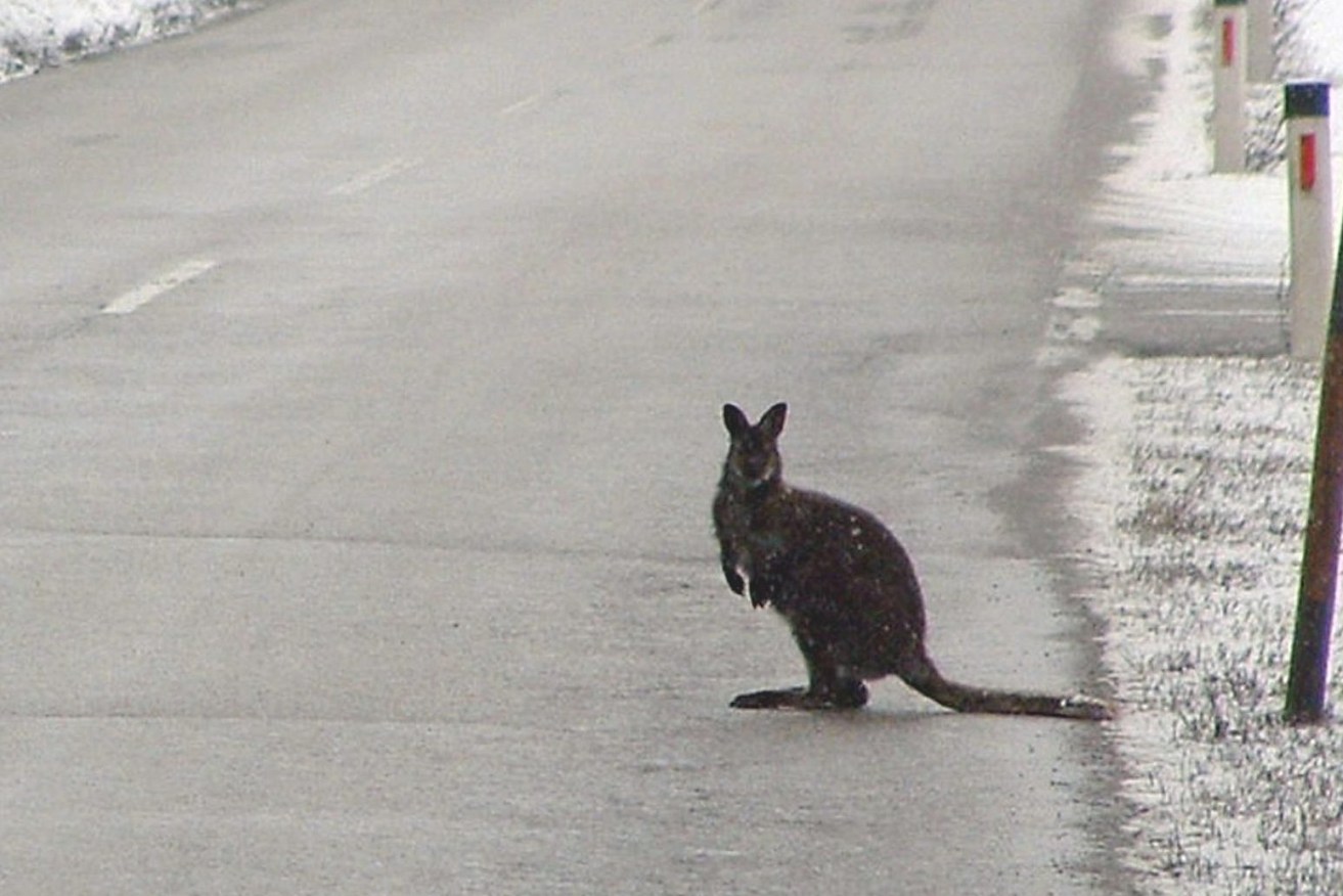 A lonely kangaroo sits on the road near the village of Launsdorf, in the southern Austrian province of Carinthia, Thursday, March 16, 2006. With the help of local police, the animal was sedated and returned to its owner, a local veterinarian. Tourists in Austria, an alpine country often confused with Australia, can buy T-shirts with the slogan "There are no kangaroos in Austria". (AP Photo/Gert Eggenberger)