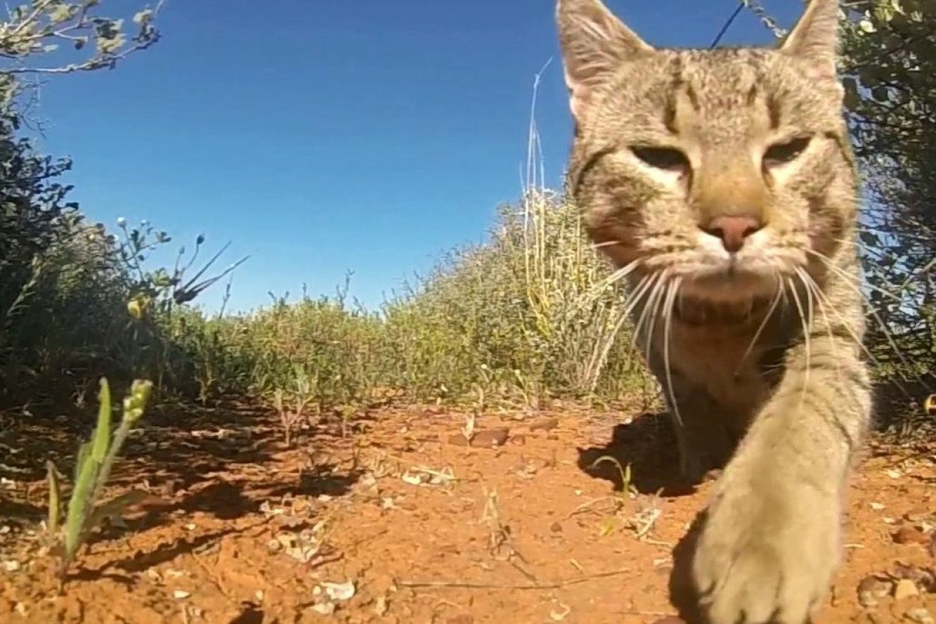 The department did not have a state-wide strategy to deal with feral cats
(AAP Image/Threatened Species Recovery Hub, Hugh McGregor), 
