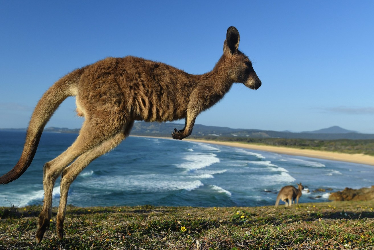 Scientists believe kangaroo tendons may help in some forms of orthopaedic surgery. (AAP Image/Dave Hunt) 