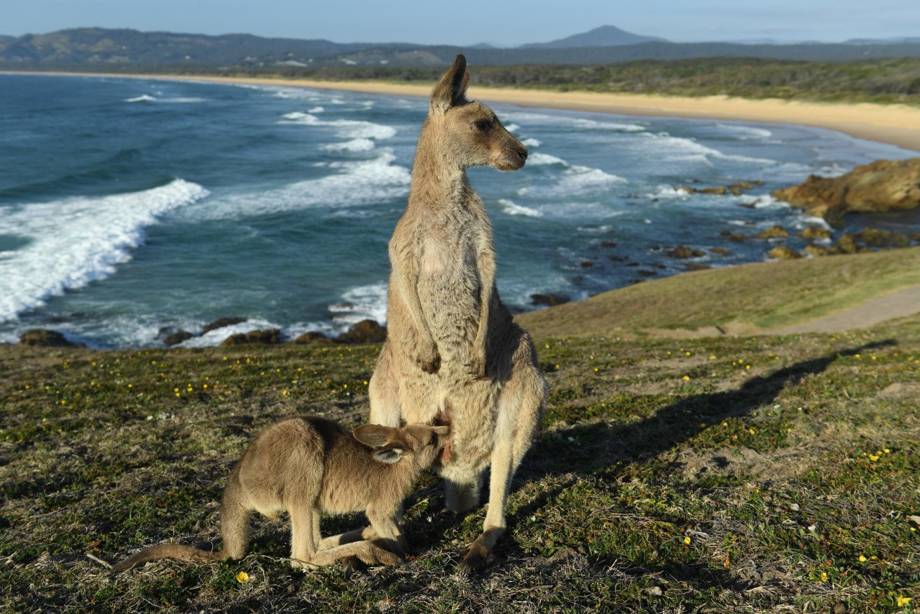 An eastern grey kangaroo joey feeds from it's mother at sunrise on Look At Me Now Headland, north of Coffs Harbour, Saturday, October 28, 2017. (AAP Image/Dave Hunt) NO ARCHIVING.