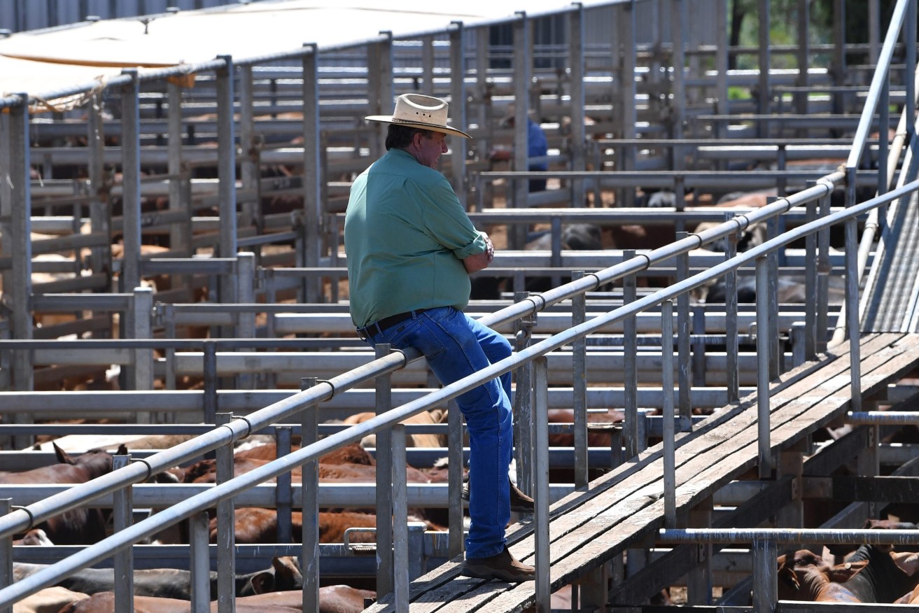 Cattle are seen being readied for auction at the Roma Saleyards. The saleyard is the largest cattle-selling centre in the Southern Hemisphere with over 400,000 cattle auctioned each year. (AAP Image/Darren England) 