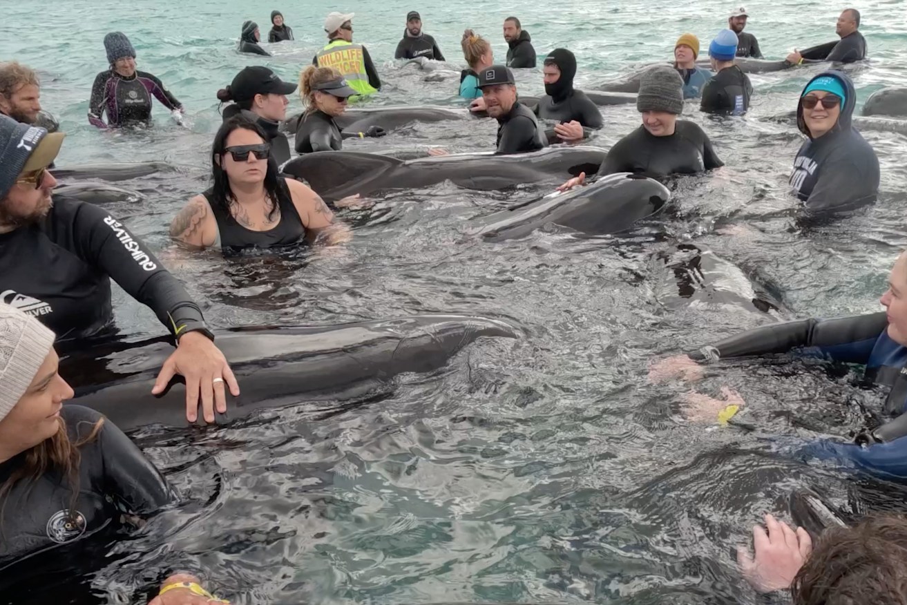 Volunteers working to keep a pod of long-finned pilot whales alive near Cheynes Beach east of Albany. Wildlife experts are preparing to lead dozens of whales back into deep waters after 52 died in a mass stranding event. (AAP Image/Supplied by WA Department of Biodiversity)