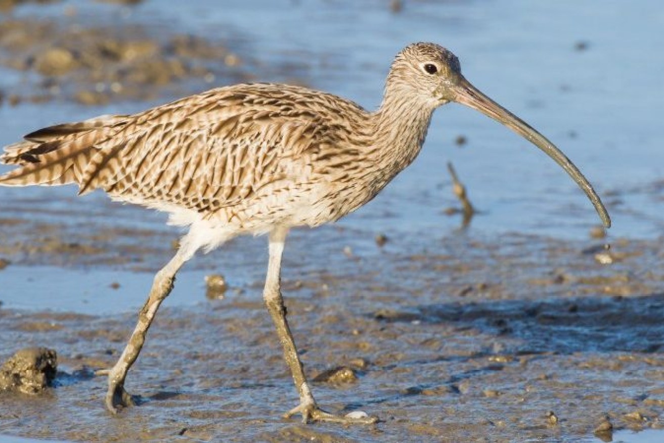 The easterm curlew was being impacted by drones (Photo: Australian Conservation Foundation_