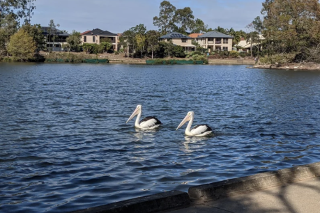 Once a showpiece, why is this Brisbane lake now among world’s most polluted?