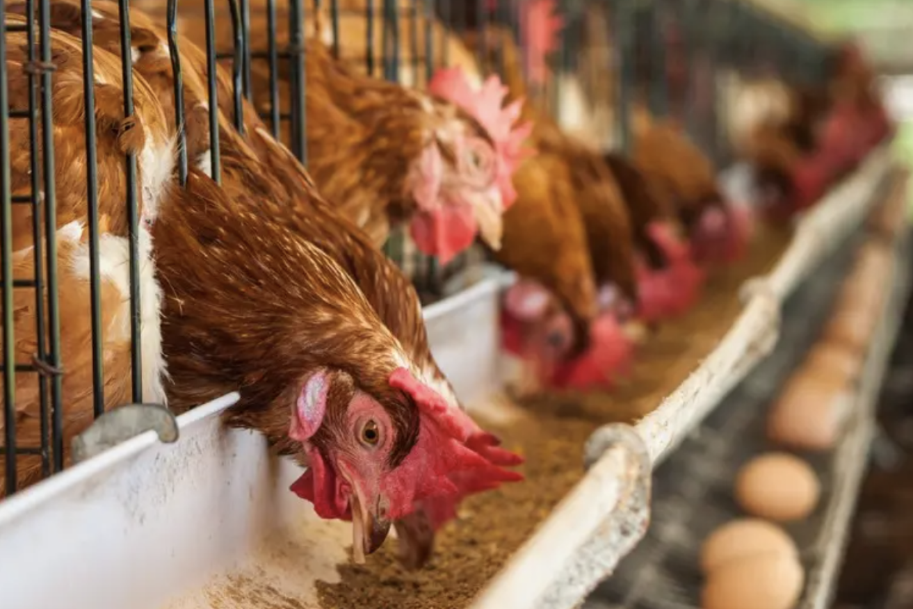 There are growing fears that a phasing out of caged eggs may drive up the price. (Image: Advocate)